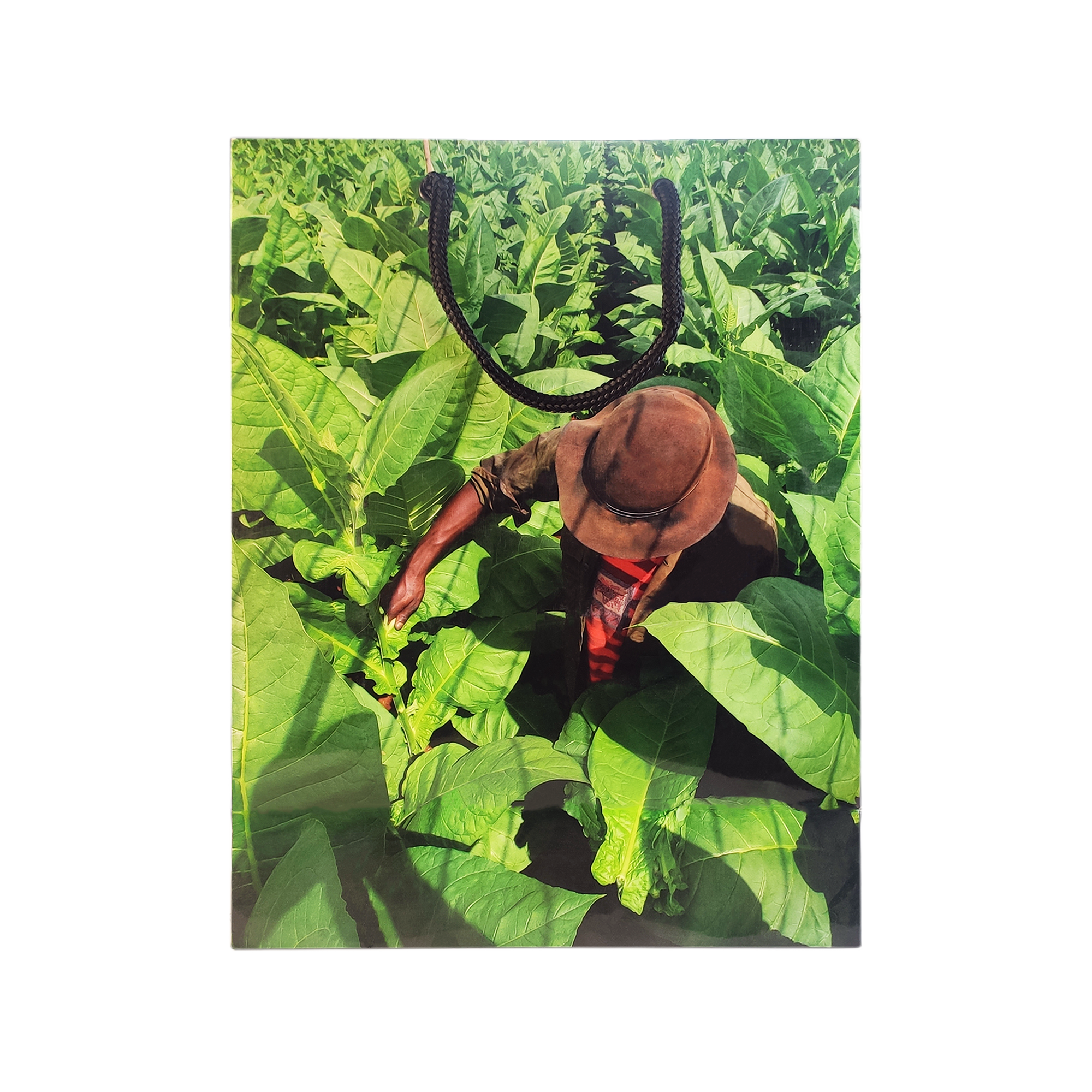 Image-2